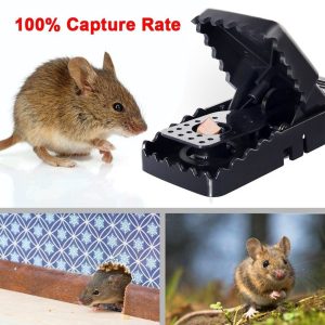 Mouse Trap